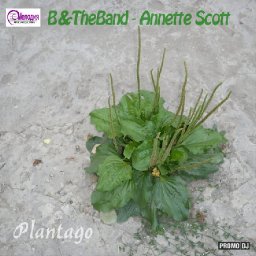 plantago-by-btheband---annette-scott-vocalatti